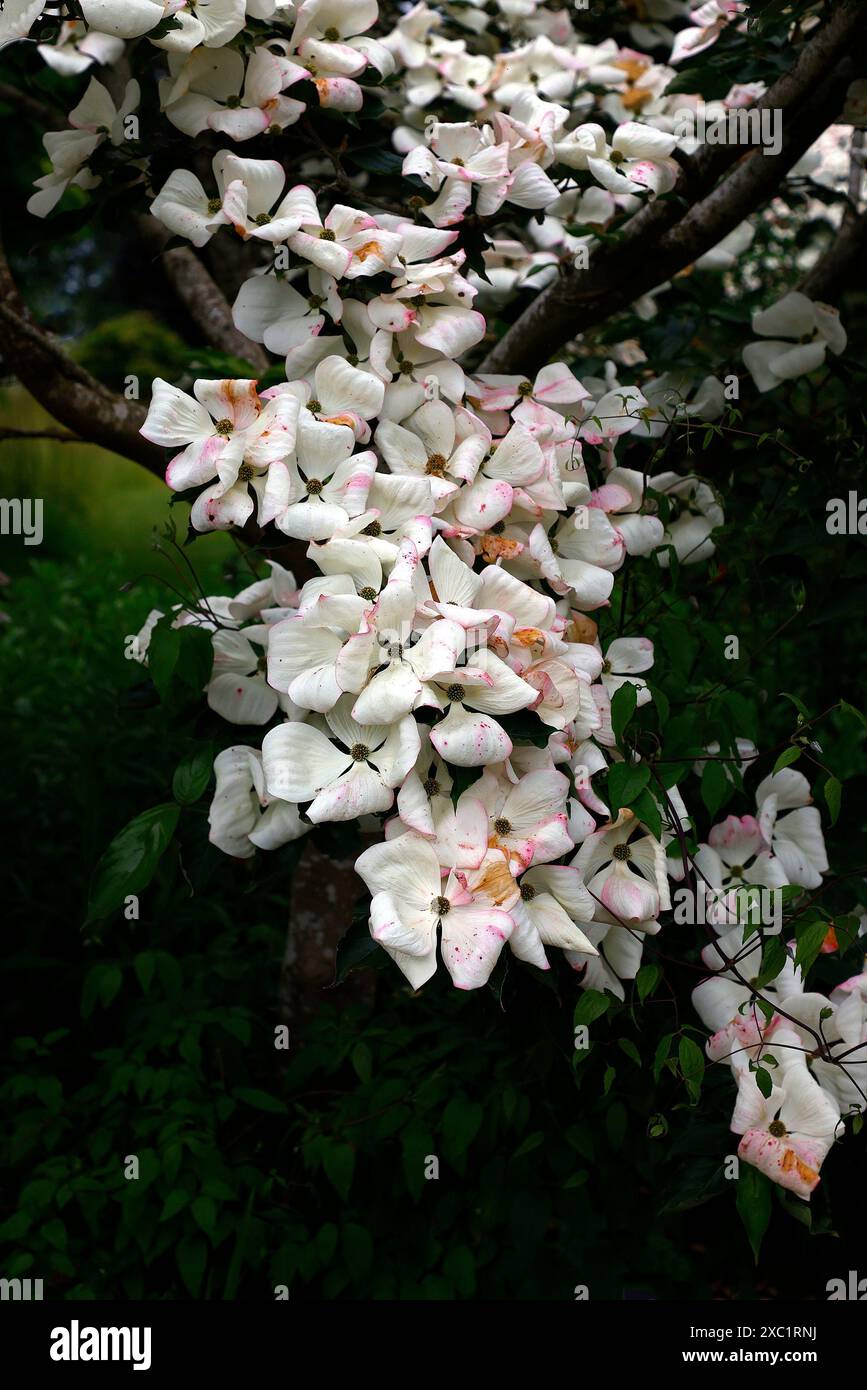 Nahaufnahme der weißen Blüten mit rosafarbenen Flüsschen des Frühsommer blühenden Garten-Hartholzbaums cornus x elwinortonii venus. Stockfoto