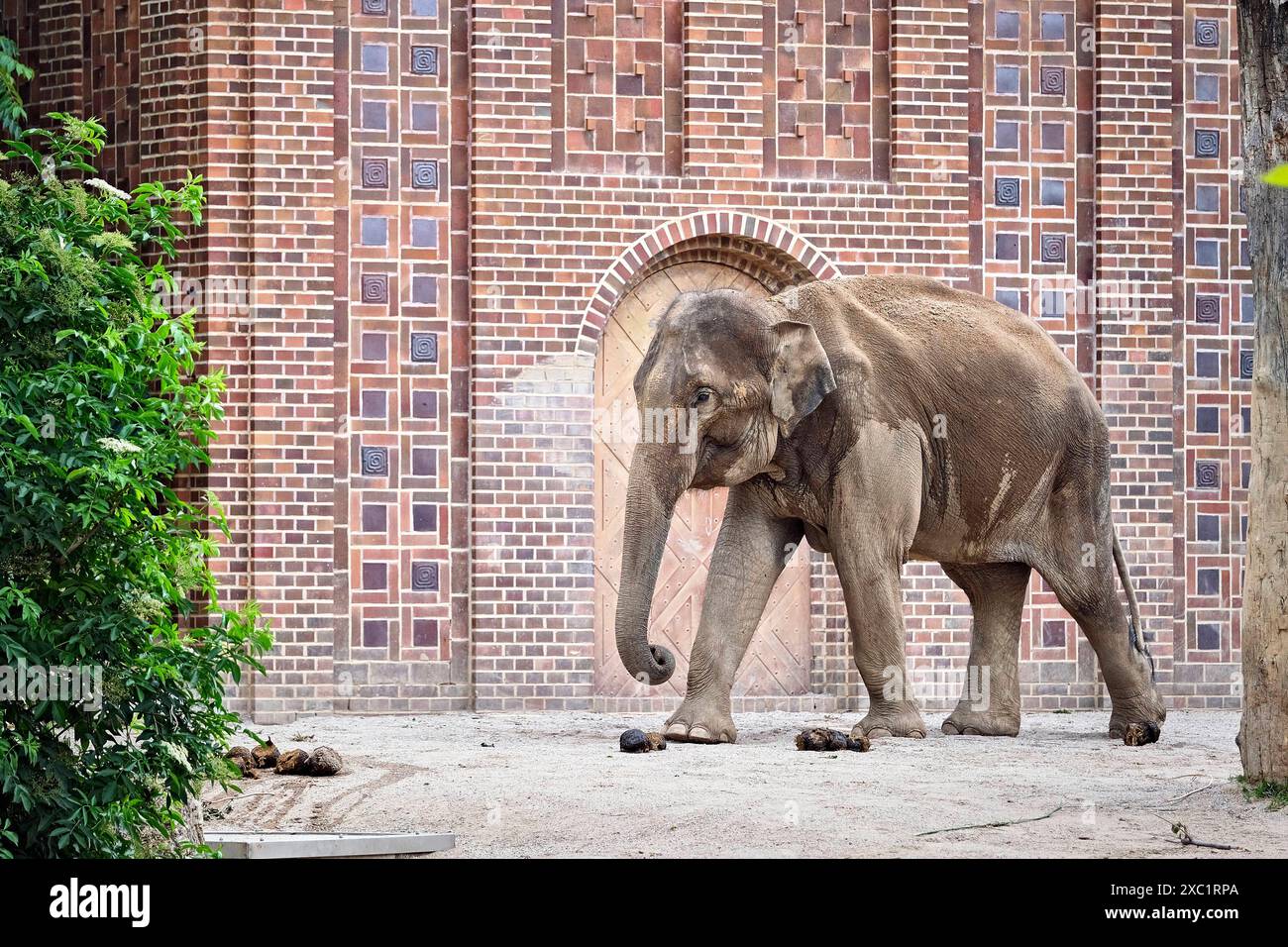 Asiatischer Elefant Elephas maximus indicus. Asiatischer Elefant Elephas maximus indicus im Zoo Leipzig. 20240605MIC0074 *** Asiatischer Elefant Elephas maximus indicus Asiatischer Elefant Elephas maximus indicus im Leipziger Zoo 20240605MIC0074 Stockfoto