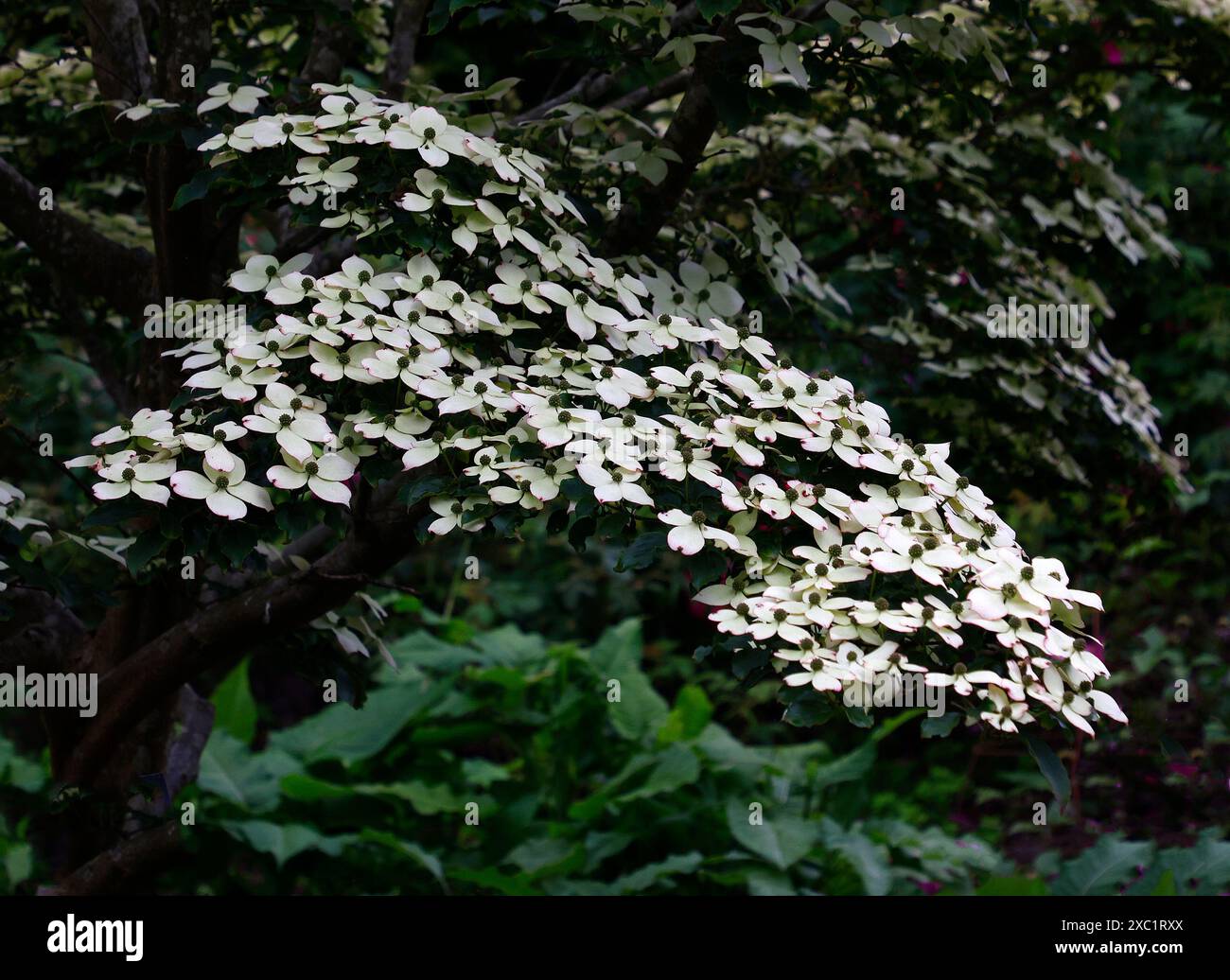 Nahaufnahme der weißen rosa Blüten des Gartenbaumbaums Cornus kousa Eurostar. Stockfoto