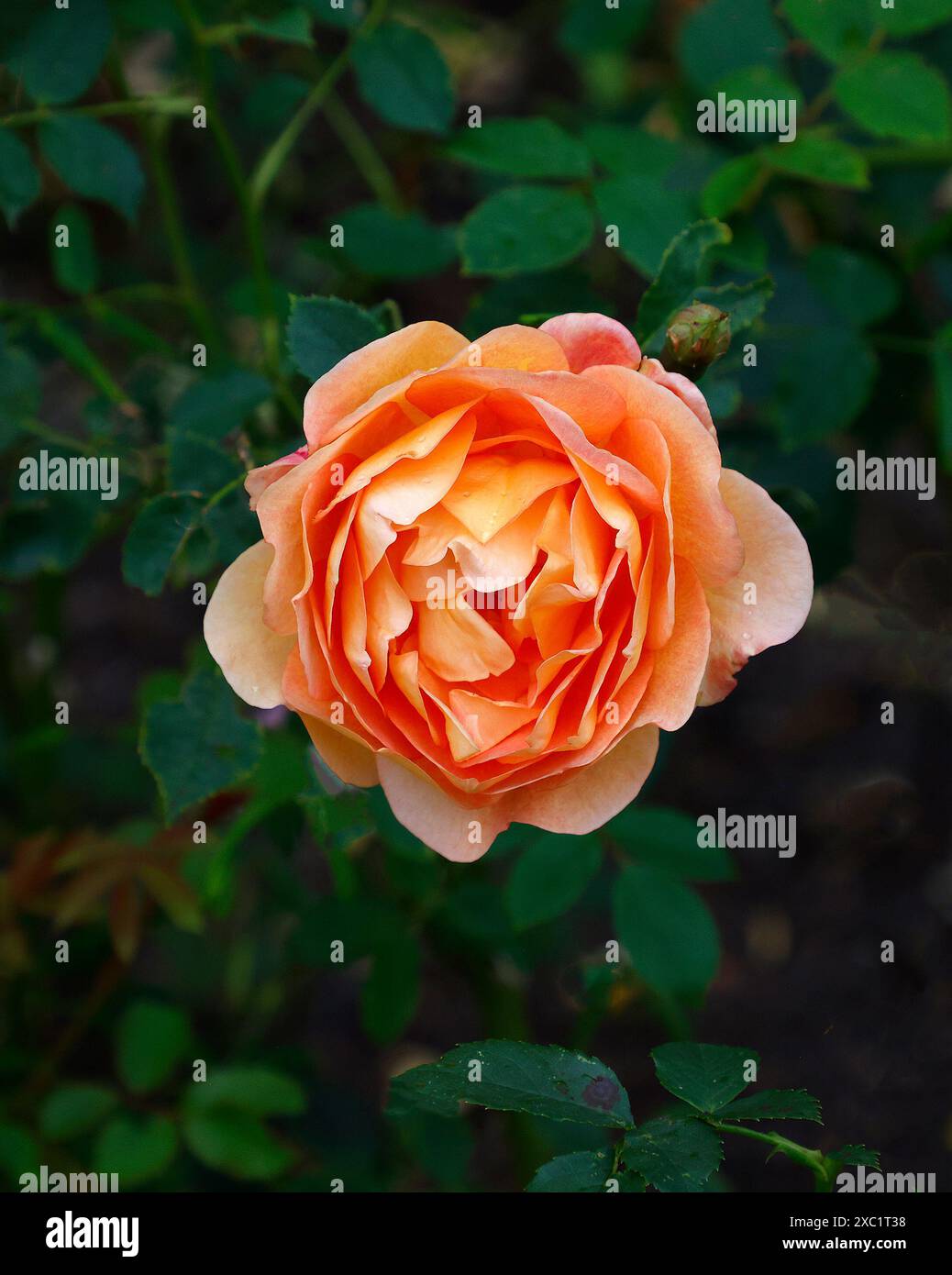 Nahaufnahme der Aprikosenorangenblume der wiederholt blühenden englischen Strauchrosen rosa Lady of shalott. Stockfoto