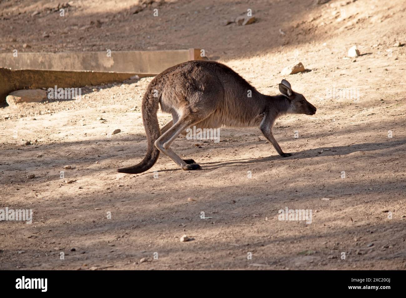 Westgrau hat große, muskulöse Tiere sind grau-braun bis rötlich-braun mit einem kleinen Kopf, großen Ohren und einem langen dicken Schwanz, der für das Gleichgewicht verwendet wird. . Stockfoto