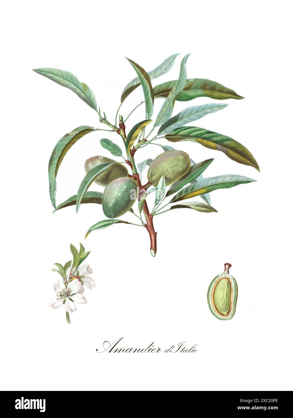 Farbenfrohe botanische Vintage-Illustration des Mandelbaums, Prunus amygdalus, Amandier d'Italie, aus dem Buch «French Pomology: Collection of the Most BE Stockfoto