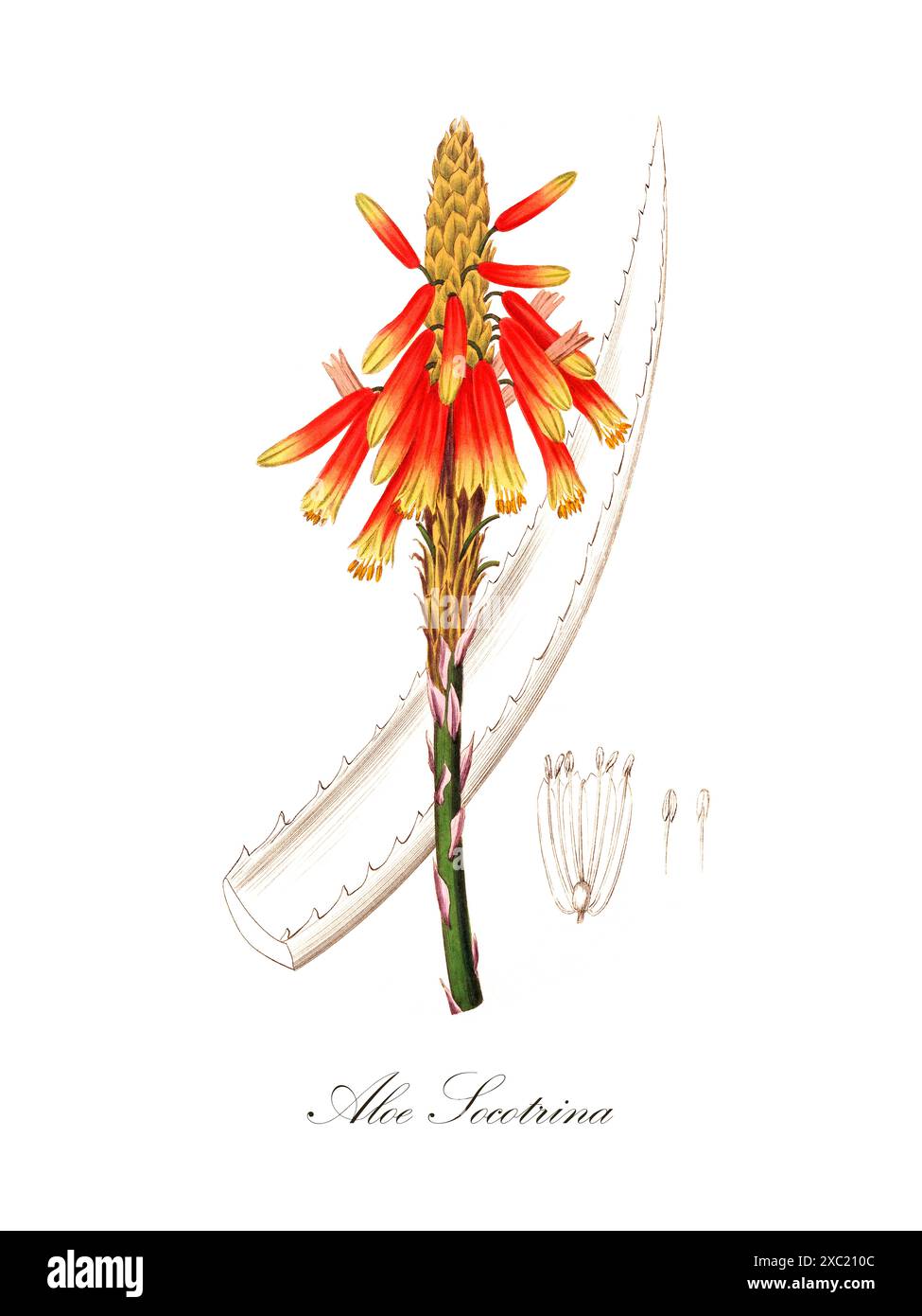 Bunte Vintage-botanische Illustration der Aloe succotrina aus der medizinischen Botanik (1836) von John Stephenson und James Morss Churchill Stockfoto