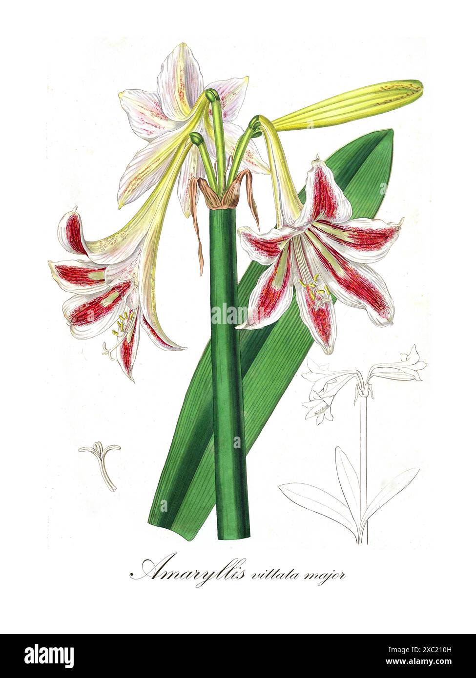 Farbenfrohe Vintage-botanische Illustration von Amaryllis vittata Major aus Collectanea botanica Or, Figuren und botanische Illustrationen von Seltenheit und Kurio Stockfoto