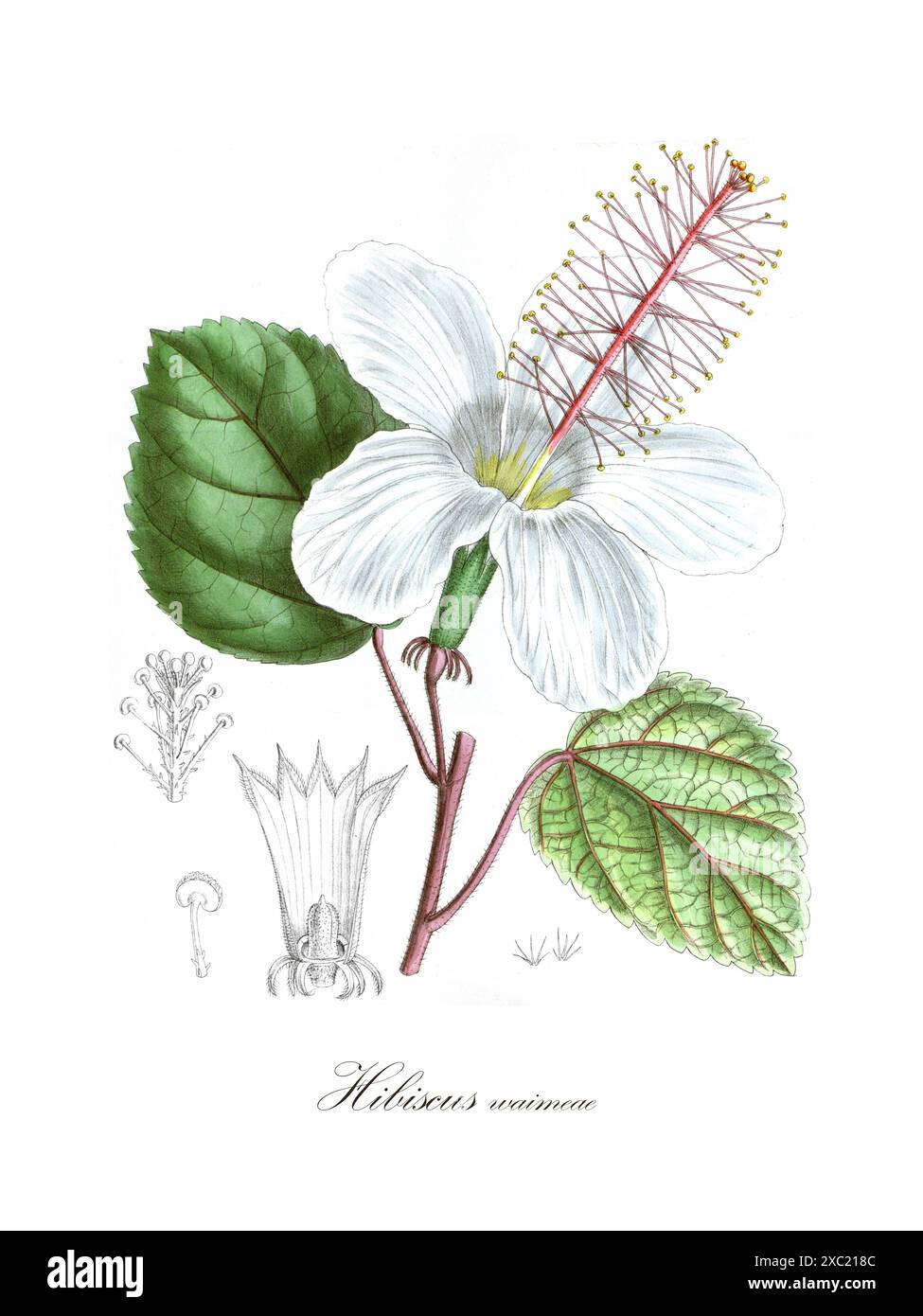 Bunte botanische Vintage-Illustration von Hibiscus waimeae (weißes Kauai Rosemallow) aus Curtis's Botanical Magazine, London, Band 140, von John Nugen Stockfoto