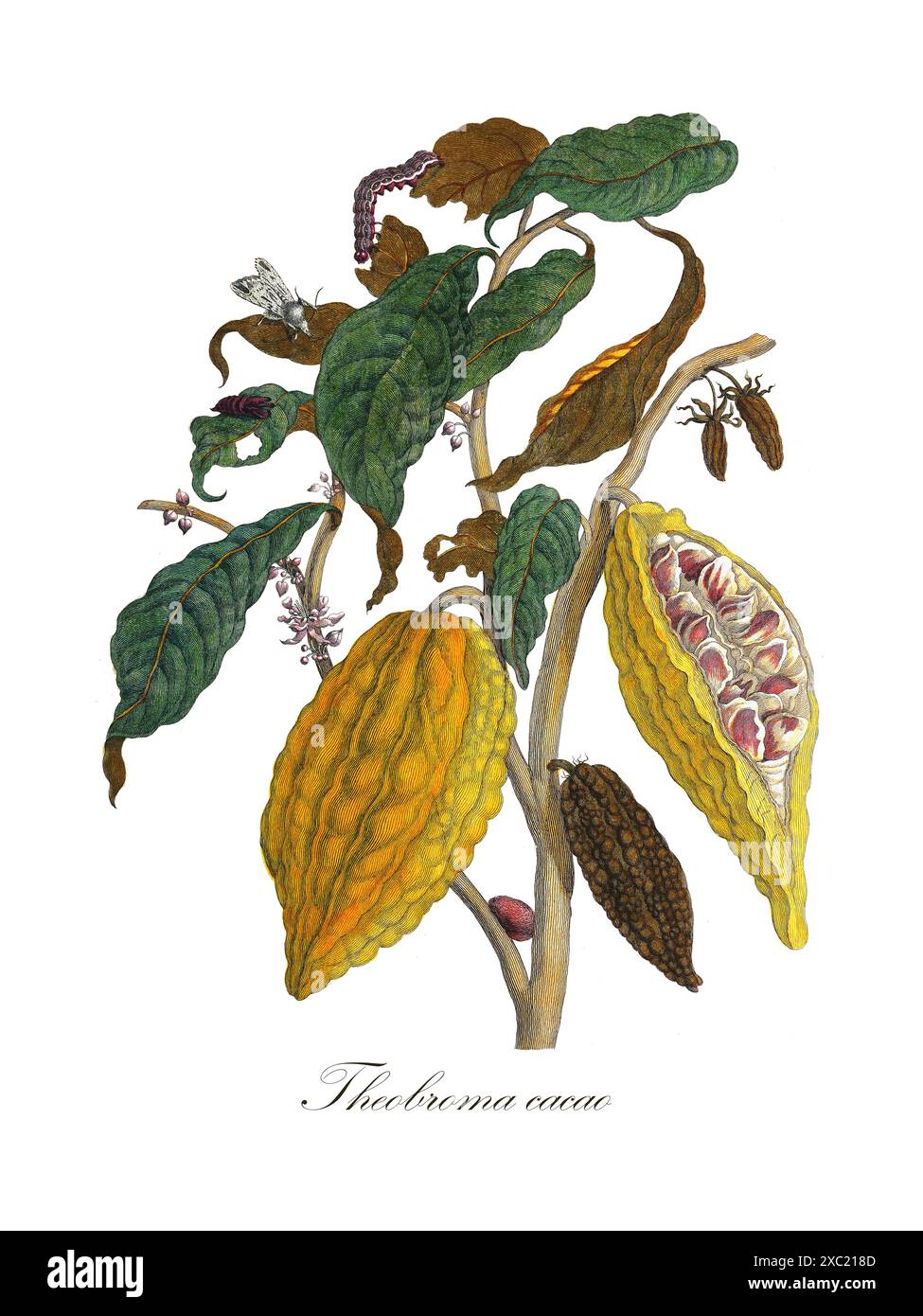 Bunte botanische Vintage-Illustration von Theobroma cacao (Kakaobaum) aus der Metamorphosis-Serie von Maria Sibylla Merian Stockfoto