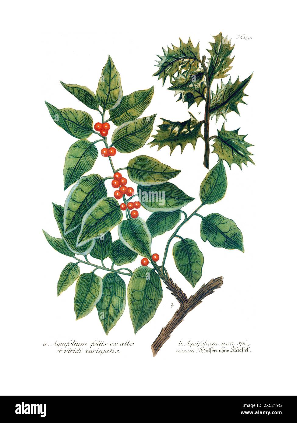 Bunte botanische Vintage-Illustration von Ilex aquifolium (stechpalme) aus Phytanthoza Iconographia von Johann Weinmann, 1737–1745 Stockfoto