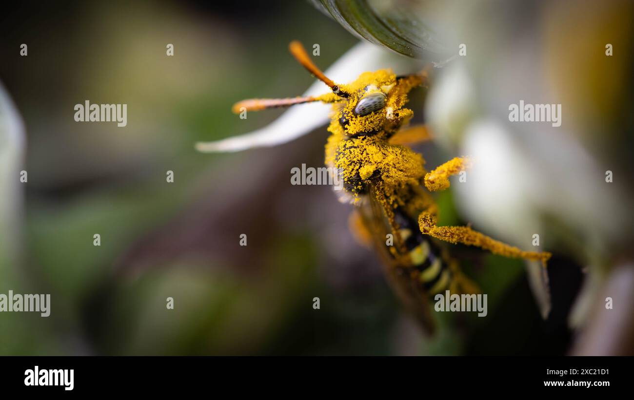 Eine gierige Biene, bedeckt mit Pollen auf einer Blume Stockfoto