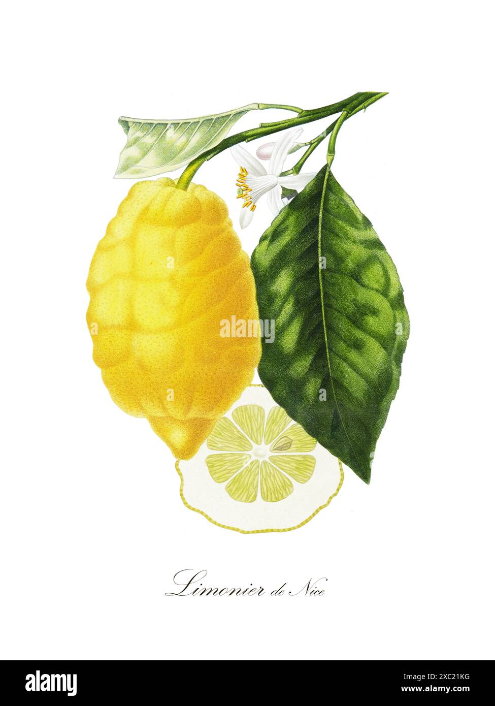 Farbenfrohe botanische Vintage-Illustration von Limonier de Nice aus dem Buch «French Pomology: Collection of the most beautiful fruit Grown in France», Stockfoto