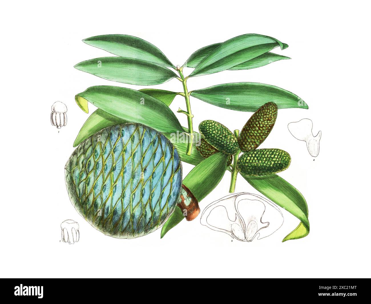 Bunte botanische Vintage-Illustration von Agathis Macrophylla (Pacific kauri) aus Curtis's Botanical Magazine, London, Vol. 139, von John Nugent FITC Stockfoto