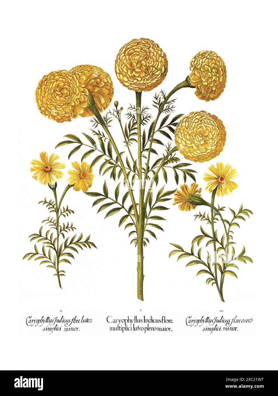 Bunte botanische Vintage-Illustration von Marigold aus dem 17. Jahrhundert Hortus Eystettensis von Basilius Besler Stockfoto