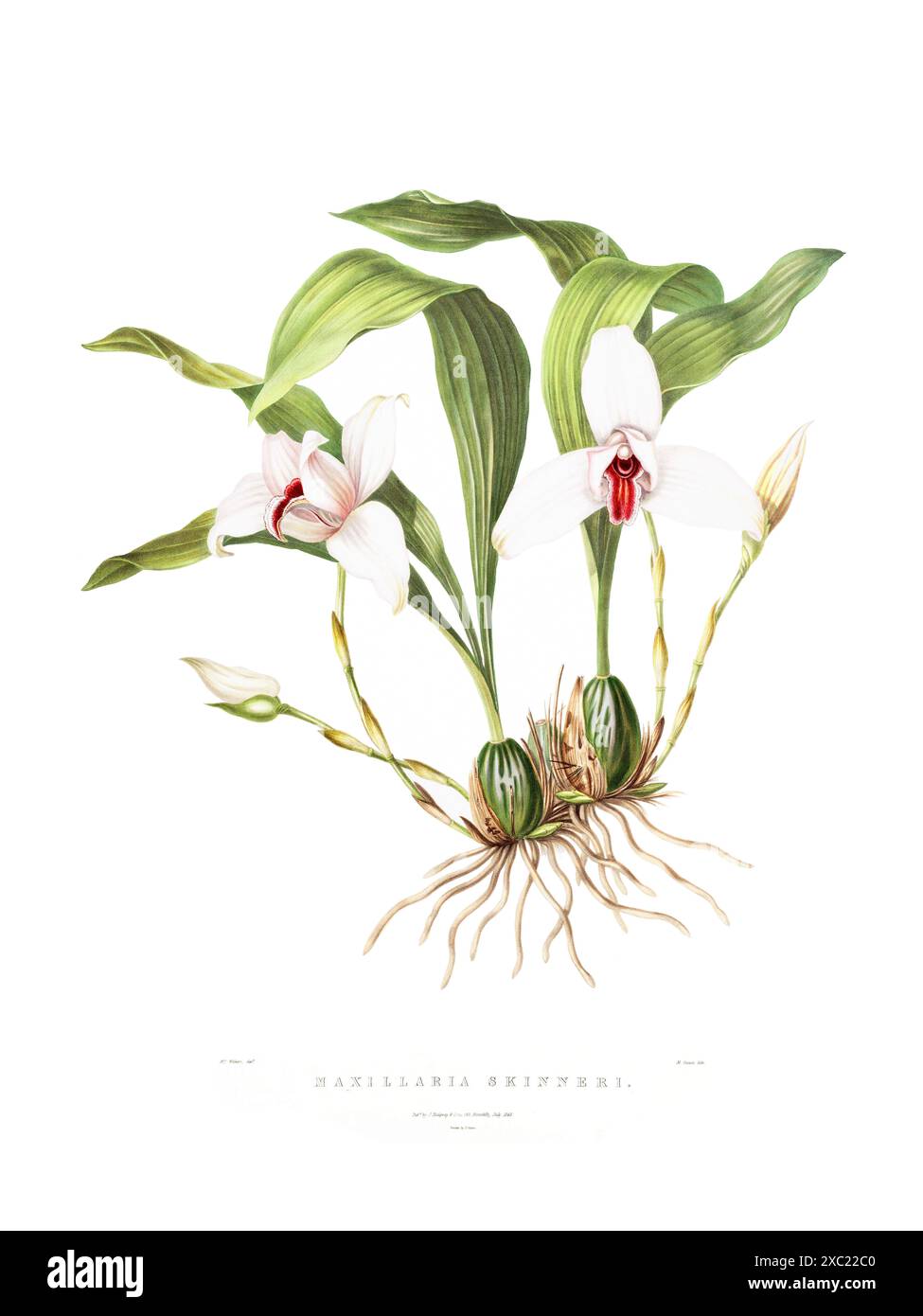 Farbenfrohe Vintage-botanische Illustration der Maxillaria skinneri Orchidee aus „die Orchidaceae von Mexiko und Guatemala“ von James Bateman, 1842 Stockfoto