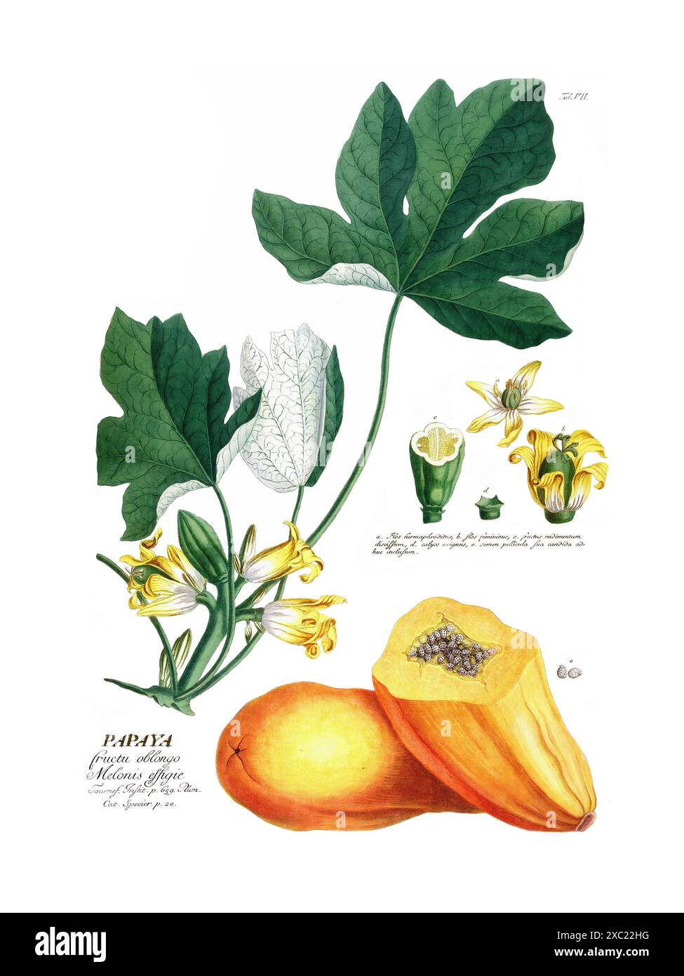 Bunte botanische Vintage-Illustration von Papaya von Christoph Jakob Trew, 1773 Stockfoto