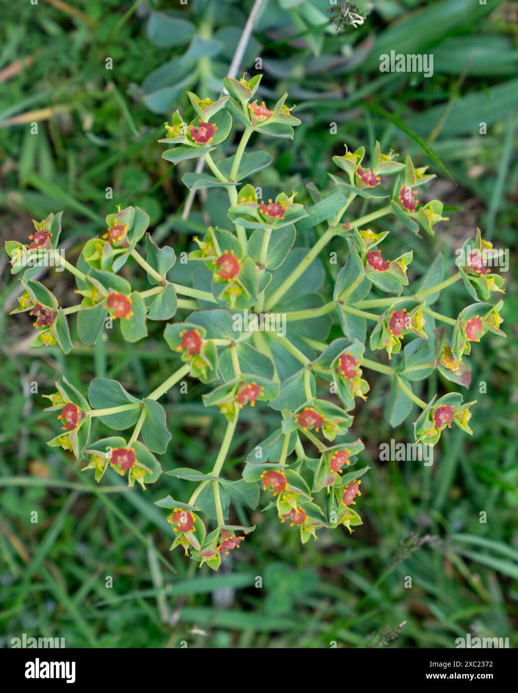 Nahaufnahme von euphorbia characters ias L. subsp. Merkmale Stockfoto