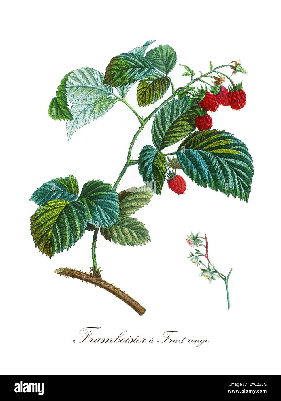 Bunte botanische Vintage-Illustration von Rubus idaeus (rote Himbeere) aus dem Buch «French Pomology: Sammlung der schönsten angebauten Früchte Stockfoto