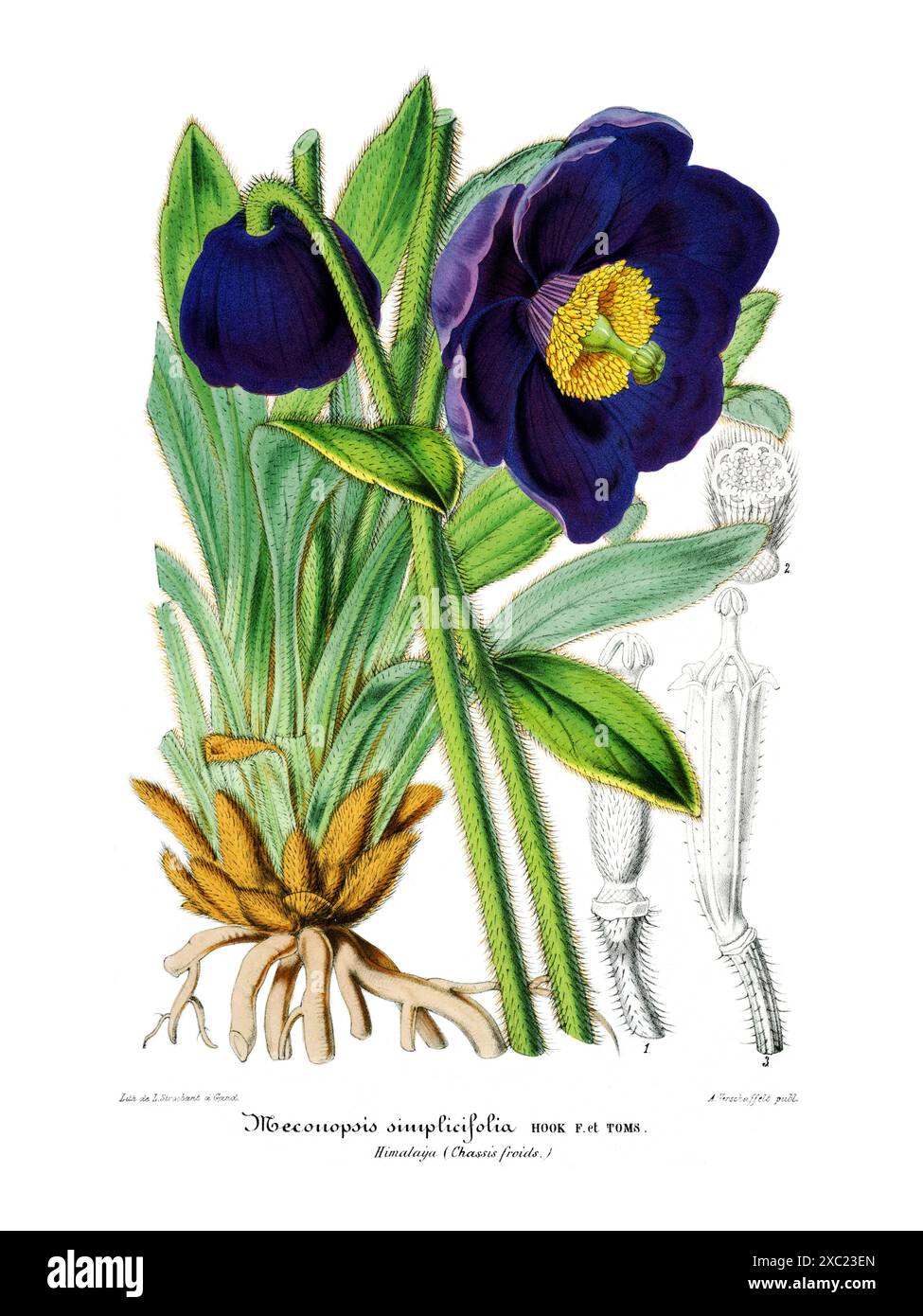 Bunte botanische Vintage-Illustration von Meconopsis simplicifolia (gemeiner blauer Mohn), um 1856 Stockfoto