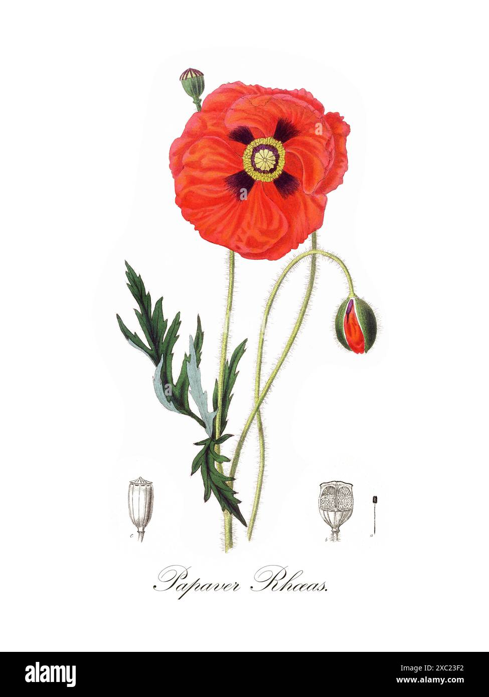 Bunte botanische Vintage-Illustration von Papaver Rhoeas (Mohn) aus der medizinischen Botanik (1836) von John Stephenson und James Morss Churchill Stockfoto