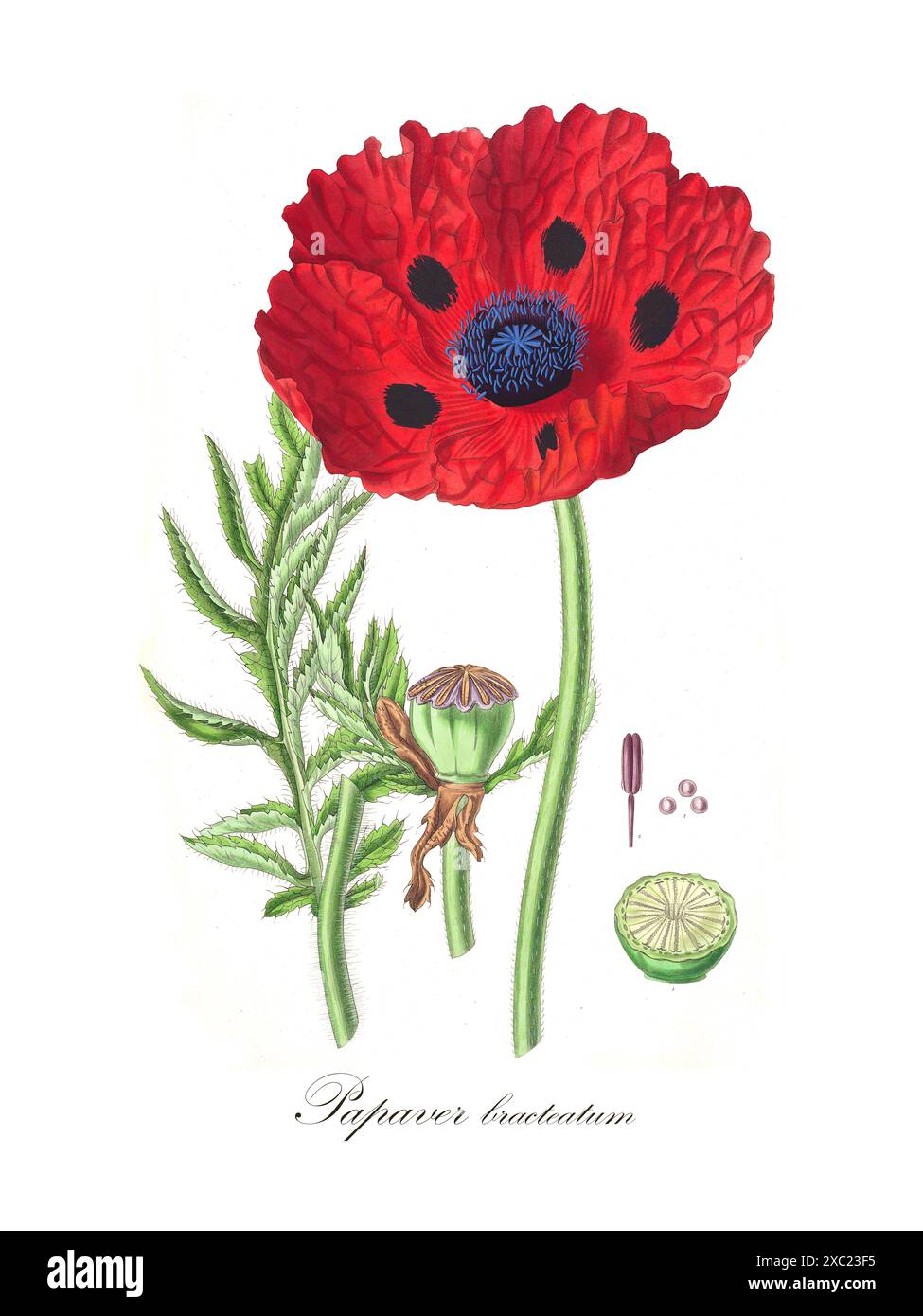 Farbenfrohe botanische Vintage-Illustration von Papaver bracteatum (iranischer Mohn) aus Collectanea botanica OR, Figuren und botanische Illustrationen von rar Stockfoto