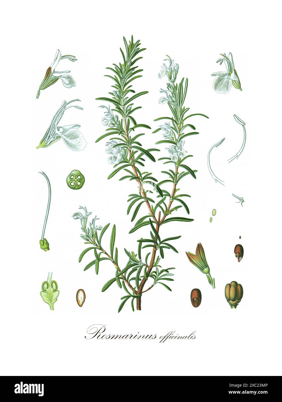 Bunte Vintage-botanische Illustration des Rosmarinus officinalis (Rosmarin) aus Heilpflanzen von Hermann Koehler, 1897 Stockfoto