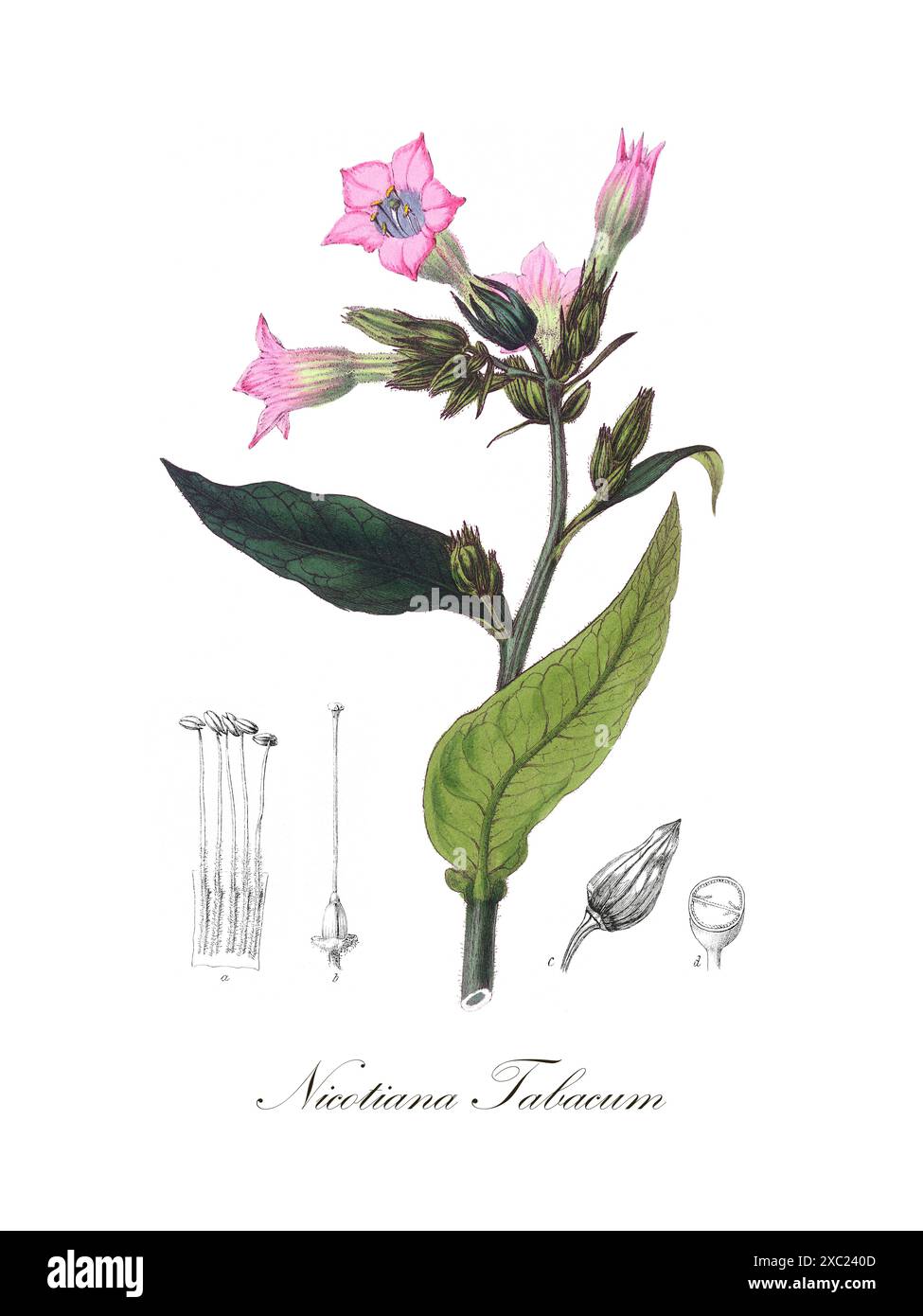 Bunte botanische Vintage-Illustration von Nicotiana tabacum (Zuchttabak) aus der medizinischen Botanik (1836) von John Stephenson und James Morss Church Stockfoto