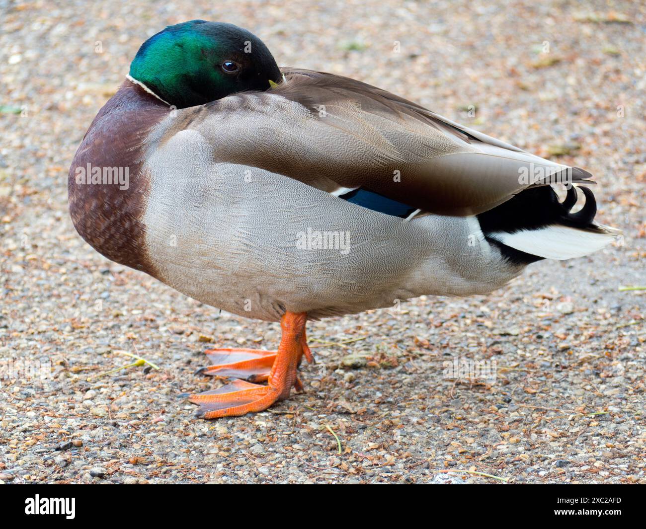 Die Themse, direkt am Sandford Lock und flussabwärts von Oxford. Es ist früh an einem Sommermorgen, und dieser gutaussehende Kerl ist ein Mallard - natürlich männlich Stockfoto