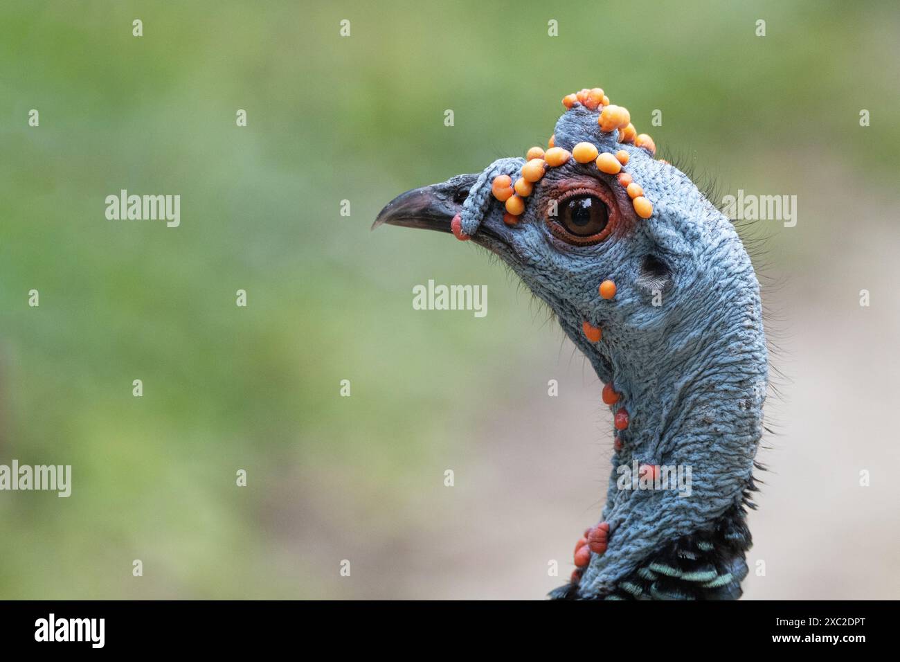 Nahaufnahme ocellated pute (Meleagris ocellata) Stockfoto