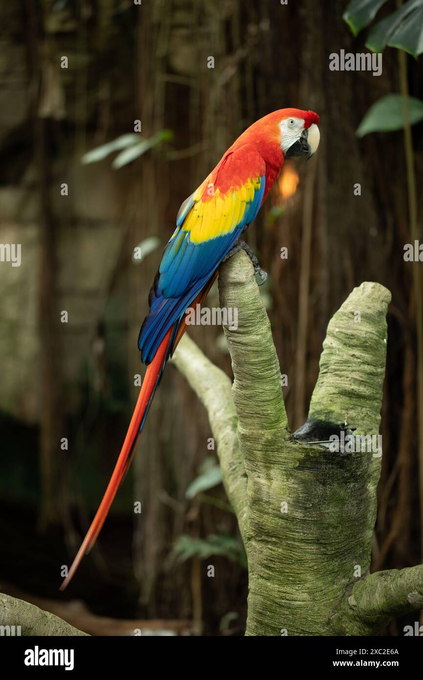 Farbenfroher Ara auf einem Zweig in einer üppigen, tropischen Umgebung. Stockfoto