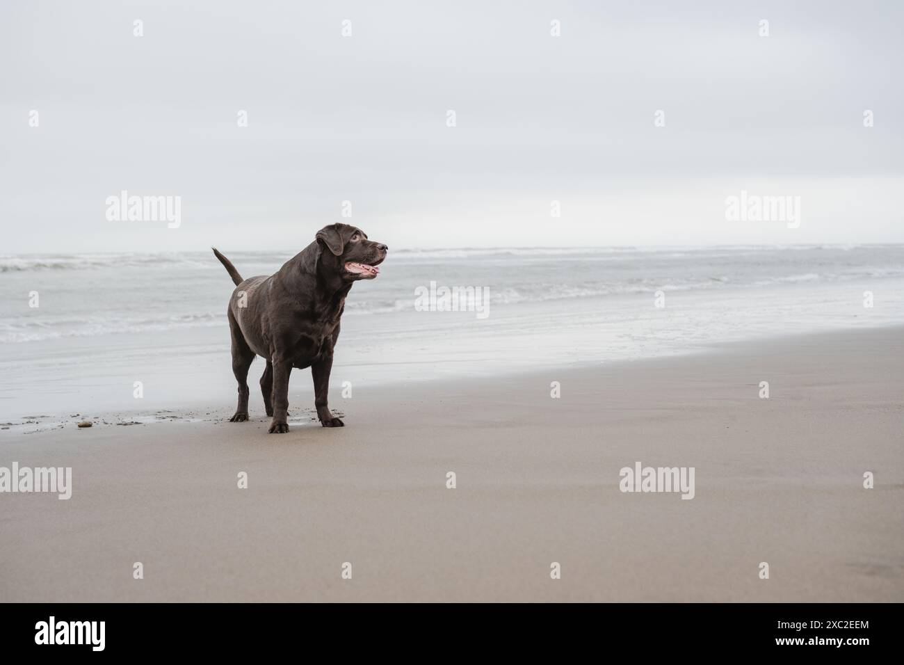 Älterer labrador-Hund am Strand, Potrait des Hundes Stockfoto