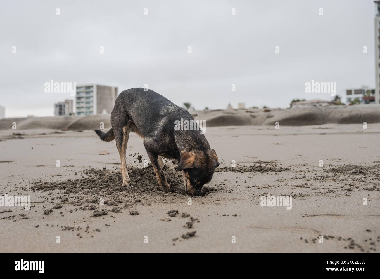 Hund gräbt am Strand an bewölktem Tag Stockfoto