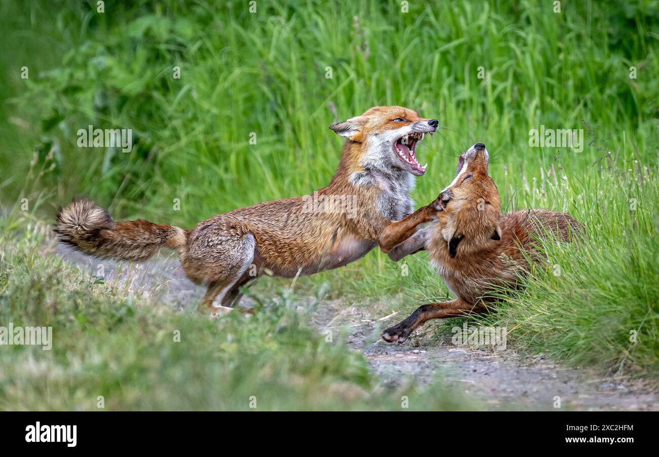 Zwei Rotfüchse, die auf einem grasbewachsenen Feld einen spielerischen Kampf führen Stockfoto
