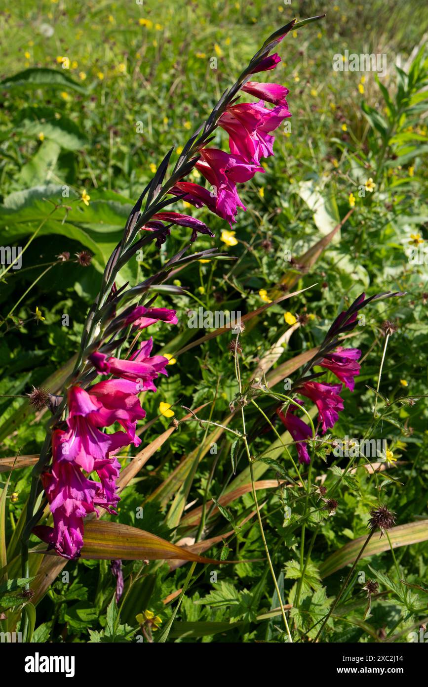 Gladiolen. Gladiolus communis subsp. Byzantinus wächst in einem Garten in Großbritannien. Stockfoto
