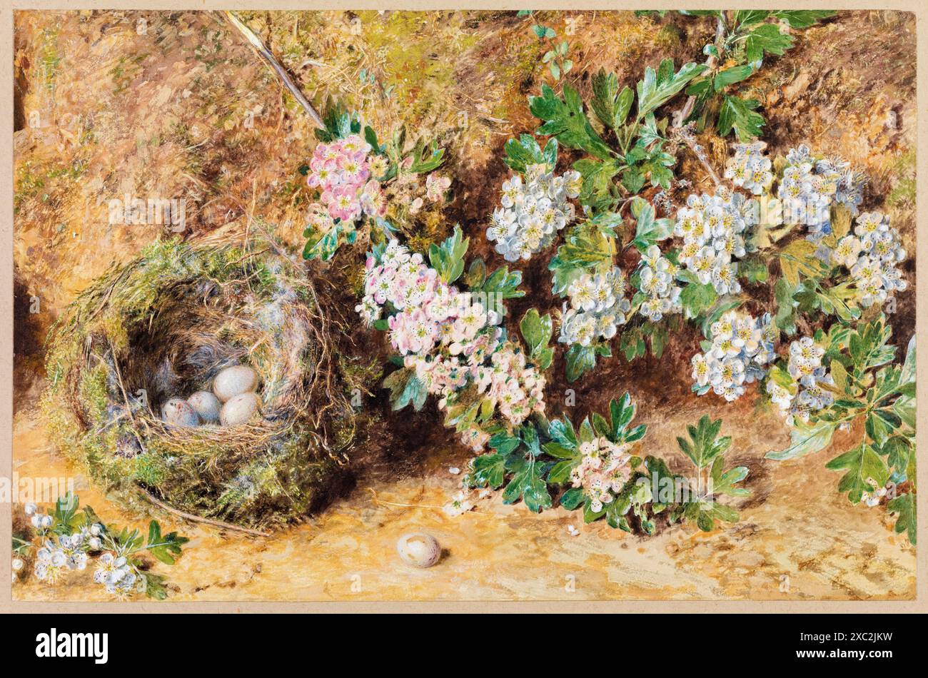 William Henry Hunt, Chaffinch Nest and May Blossom, Aquarellmalerei, um 1845 Stockfoto