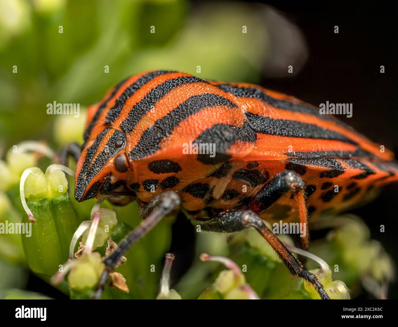 Nahaufnahme von europäischem Streifenschild-Käfer auf einem Pflanzenstamm Stockfoto