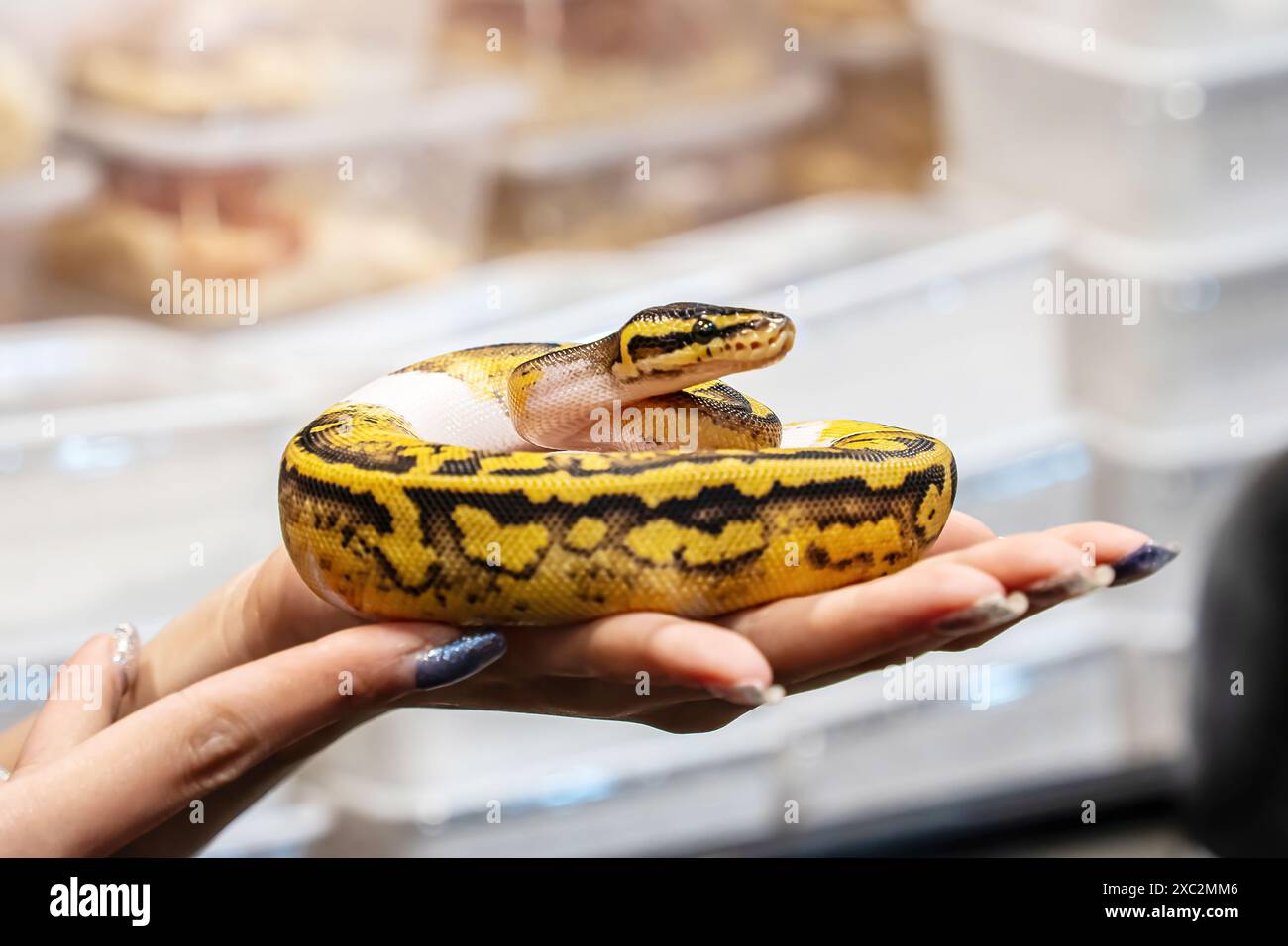 Ballpython auf der Hand der Frau. Es ist ein beliebtes Haustier in Thailand. Stockfoto