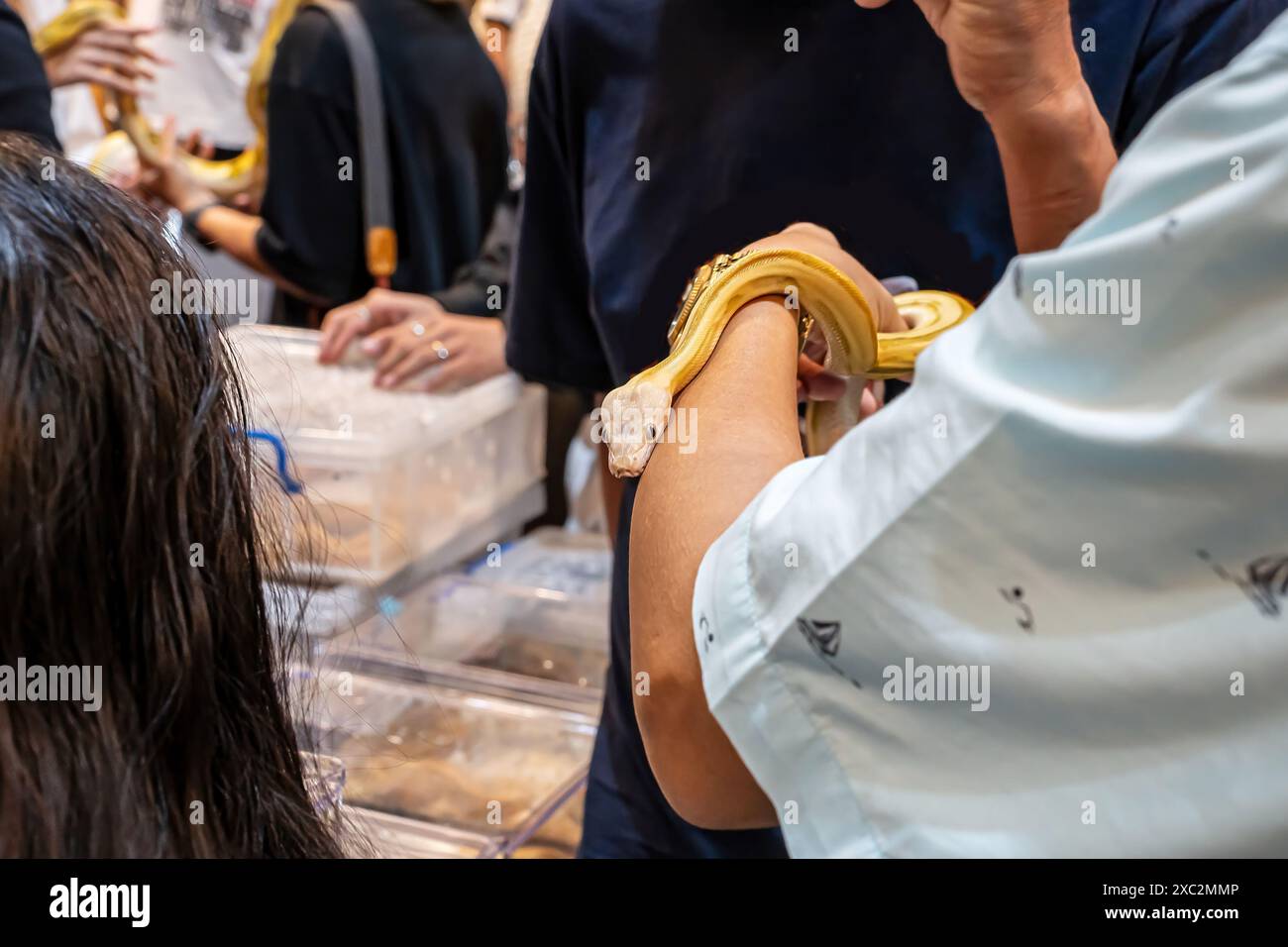 Ballpython auf der Hand der Frau. Es ist ein beliebtes Haustier in Thailand. Stockfoto