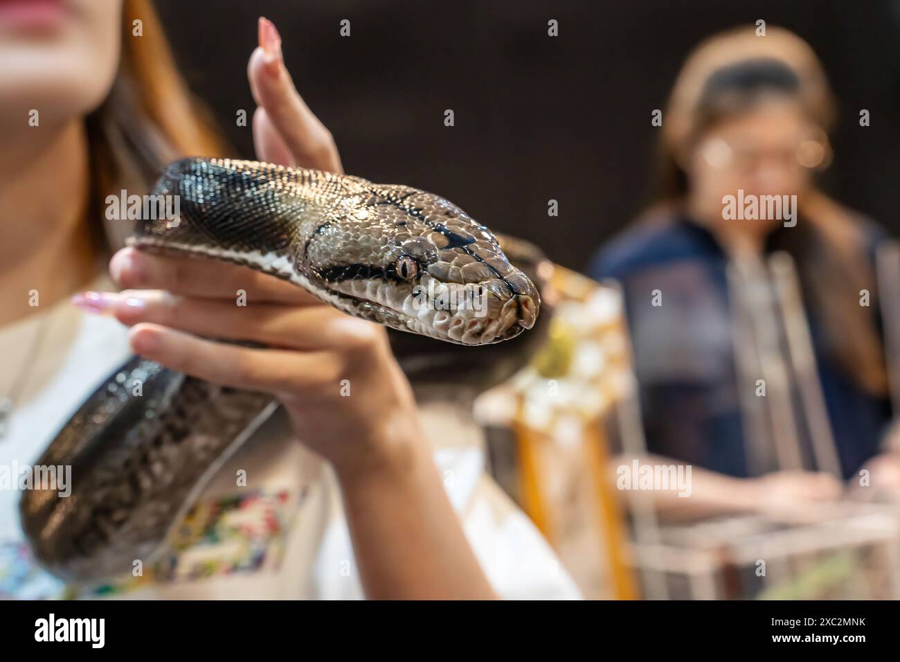 Schlange an der Hand der Leute. Es ist ein beliebtes Haustier in Thailand. Stockfoto
