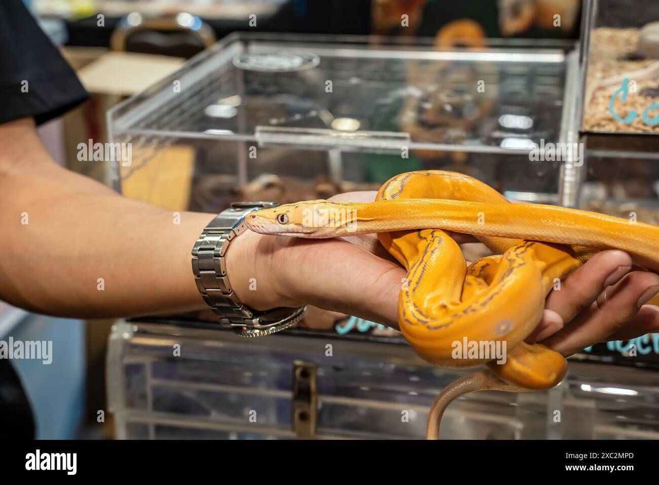Ballpython auf der Hand der Leute. Es ist ein beliebtes Haustier in Thailand. Stockfoto