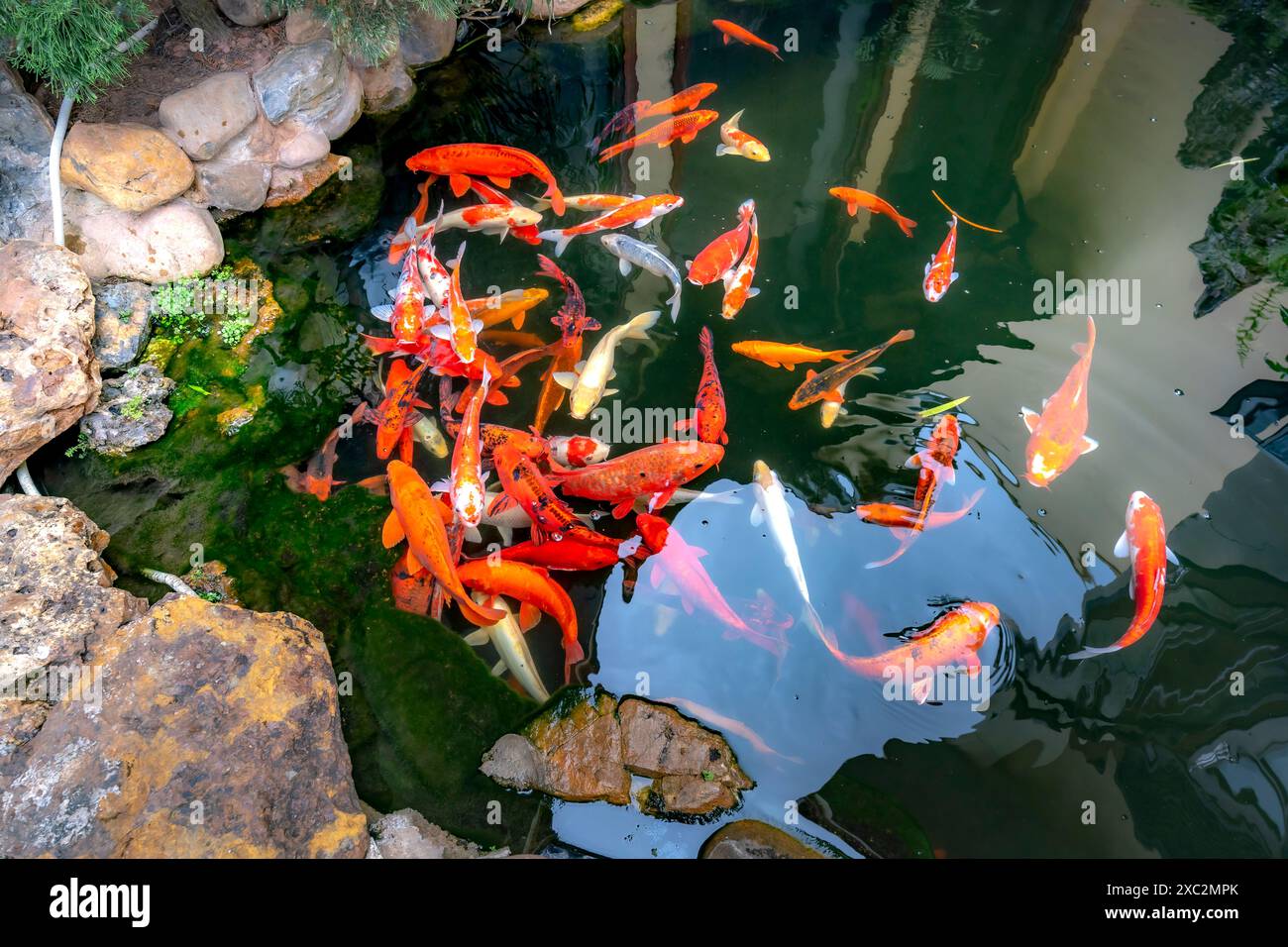 Koi- oder Karpfenfische oder Cyprinus rubrofuscus schwimmen im Teich. Es ist goldenes Rot, Orange, Schwarz und Gelb von Körperkoi-Fischen. Stockfoto