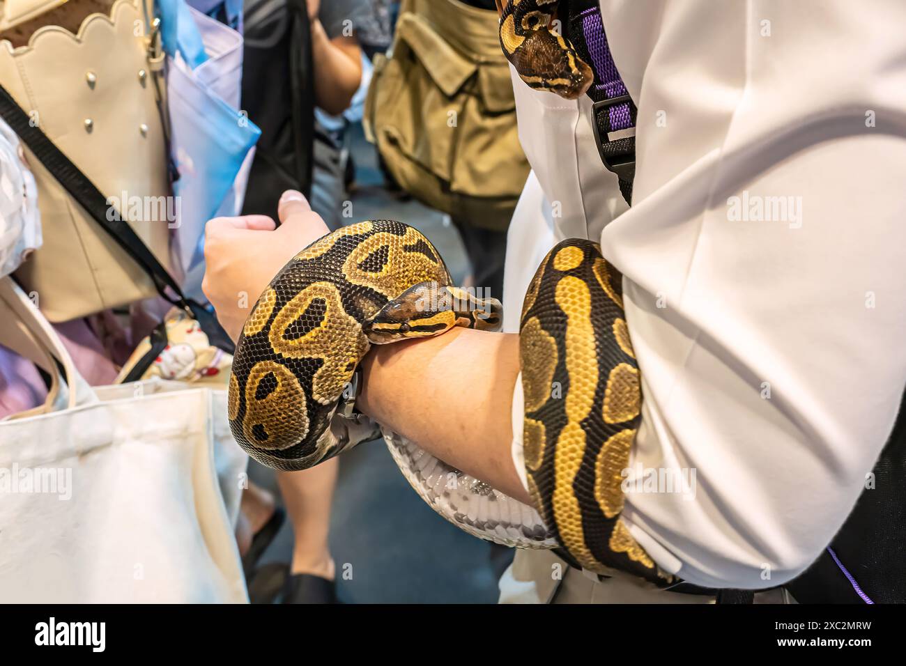 Schlange an der Hand der Leute. Es ist ein beliebtes Haustier in Thailand. Stockfoto