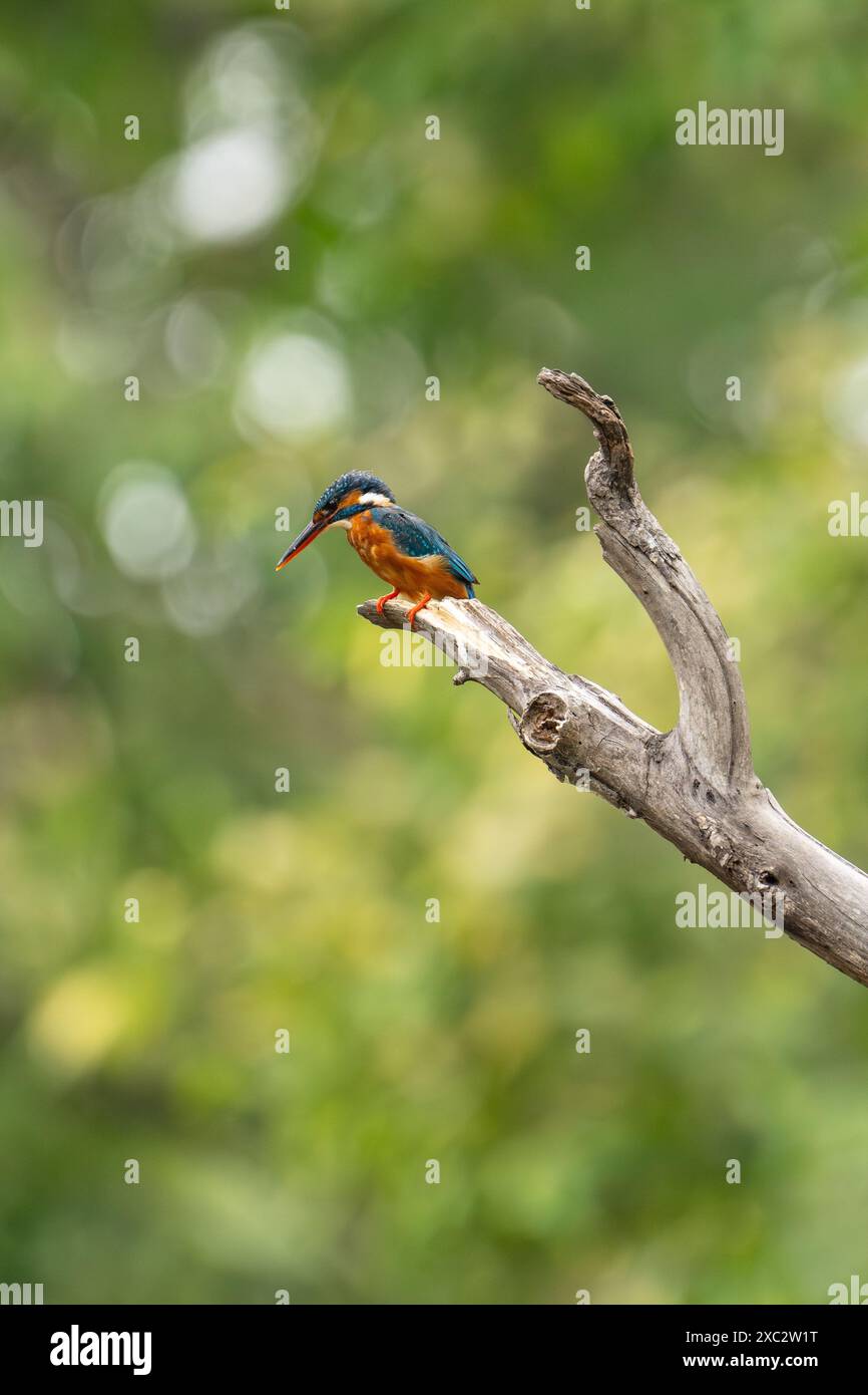 Blauohriger eisvogel (Alcedo Meninting) in einem Baum. Dieser Vogel kommt in Süd- und Südostasien vor. Fotografiert in Indien Stockfoto