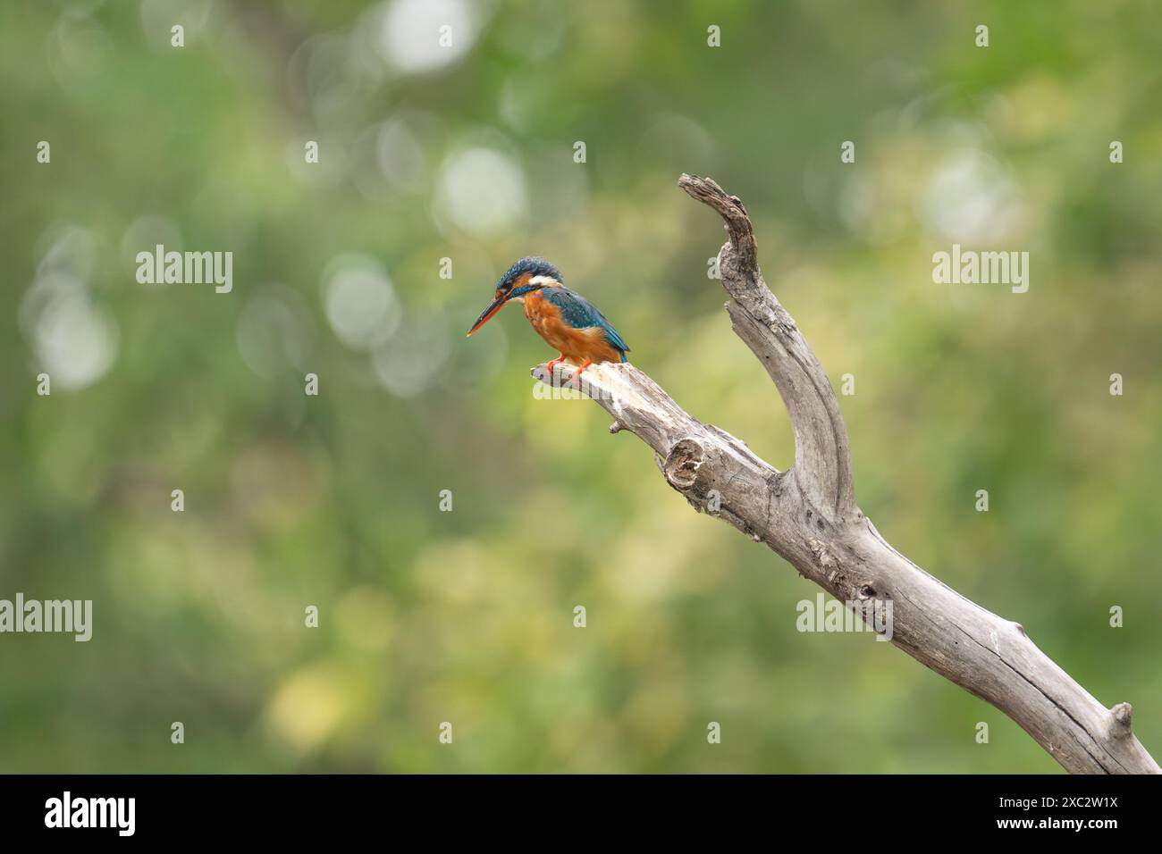 Blauohriger eisvogel (Alcedo Meninting) in einem Baum. Dieser Vogel kommt in Süd- und Südostasien vor. Fotografiert in Indien Stockfoto