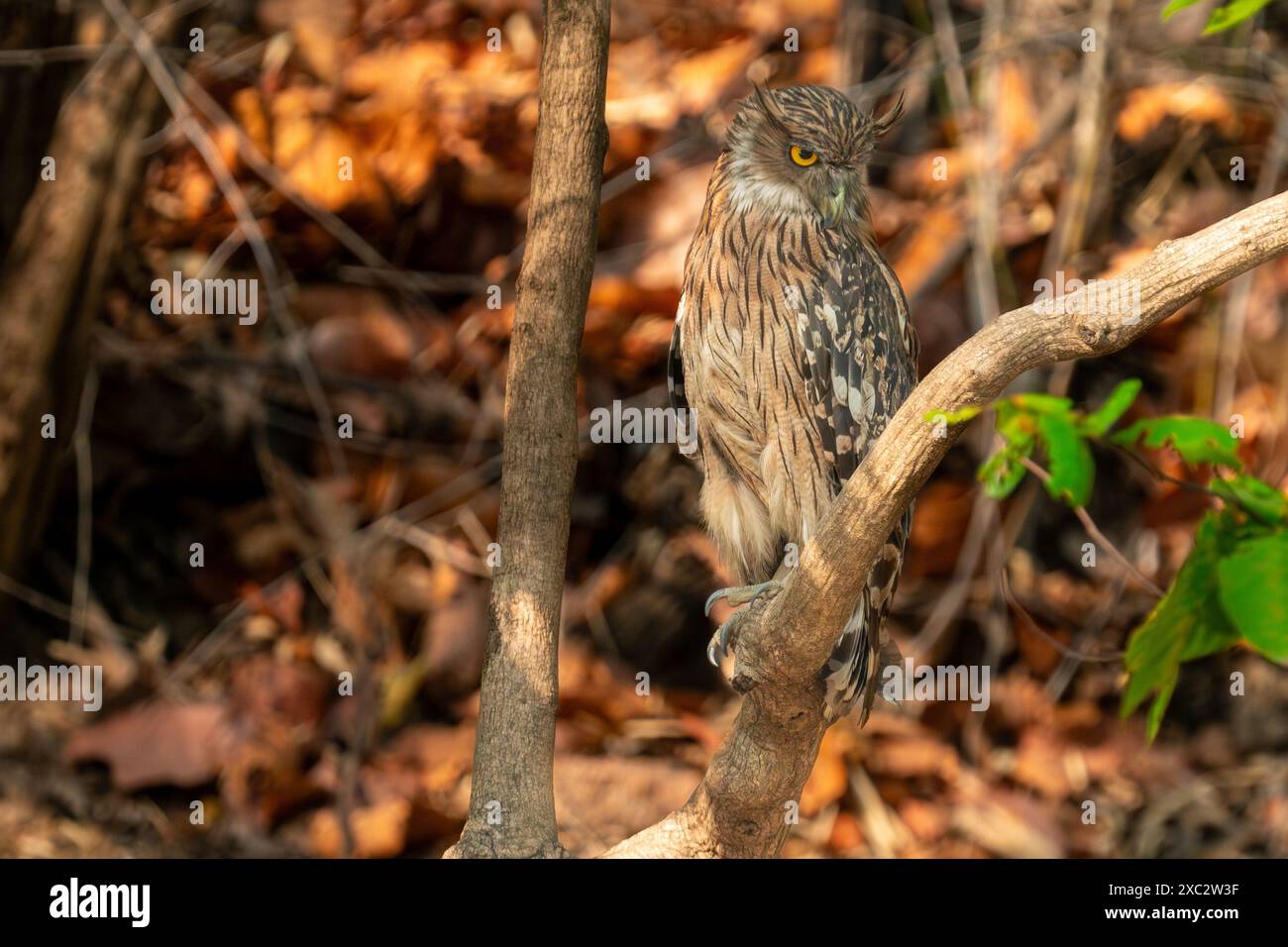 Brauneile (Ketupa zeylonensis) thront auf einem Ast, fotografiert im Bandhavgarh, Nationalpark, Madhya Pradesh, Indien im Mai Stockfoto