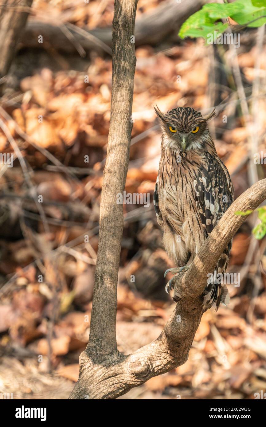 Brauneile (Ketupa zeylonensis) thront auf einem Ast, fotografiert im Bandhavgarh, Nationalpark, Madhya Pradesh, Indien im Mai Stockfoto