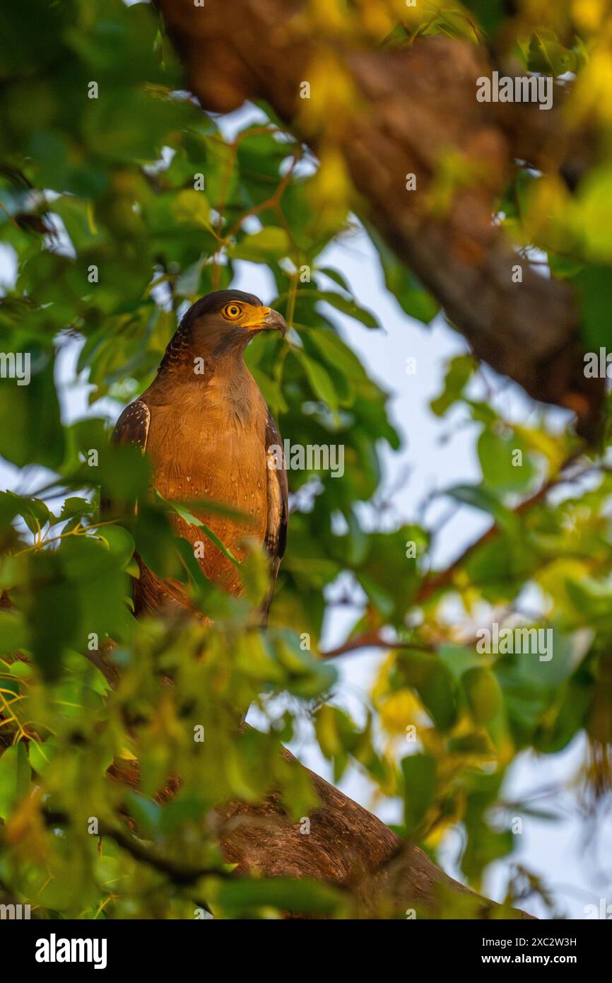 Crested Schlange Eagle (Spilornis cheela) auf einem toten Baum gehockt. Dieser mittlere Raubvogel ist in den bewaldeten Lebensräumen über tropische EIN Stockfoto