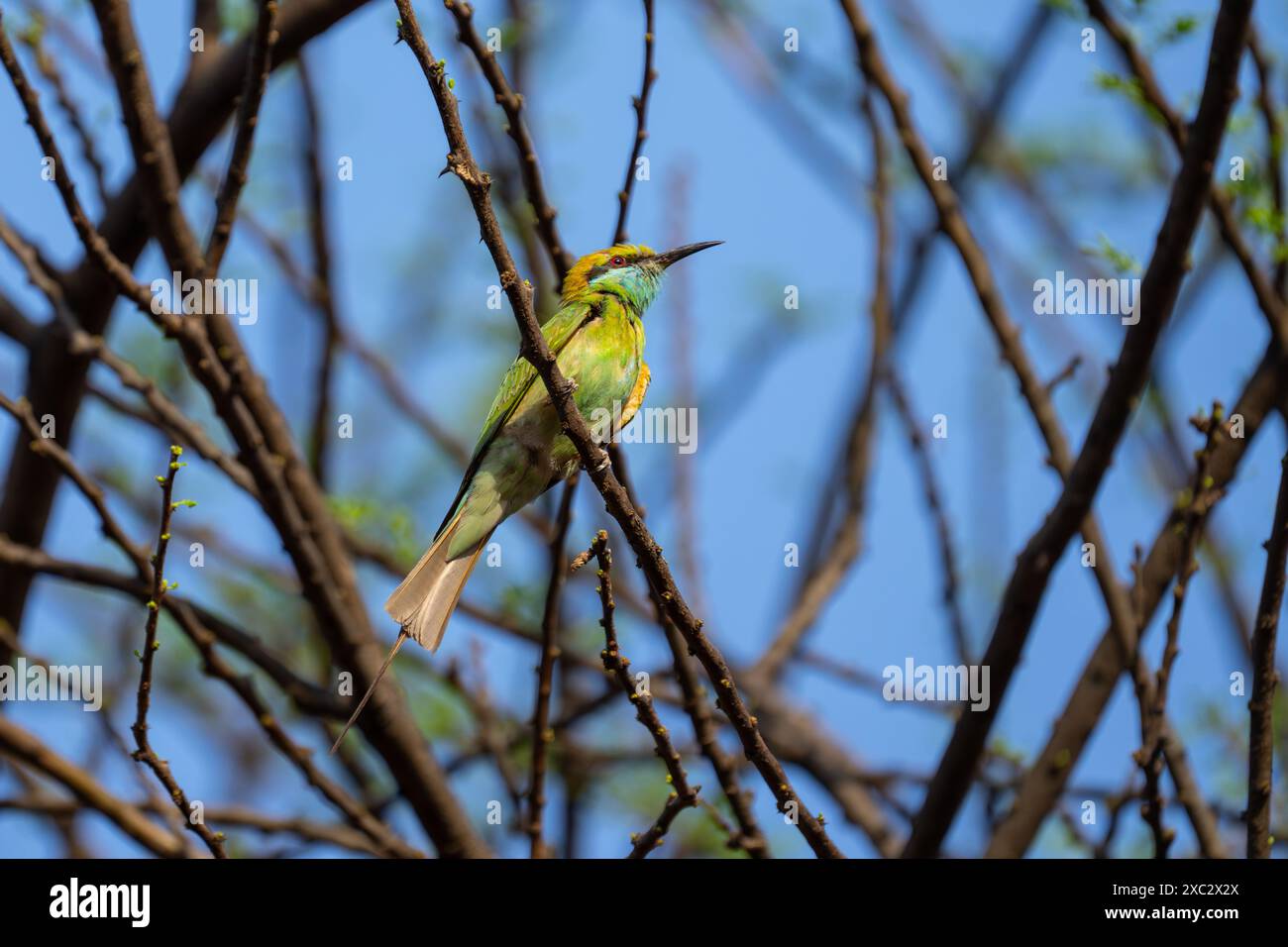 Grüne Bienenfresser (Merops orientalis) auf einem Ast sitzend. Dieses kleine insectivorous Vogel ist weit über sub-Saharan Afrika, westlichen Arabien Stockfoto