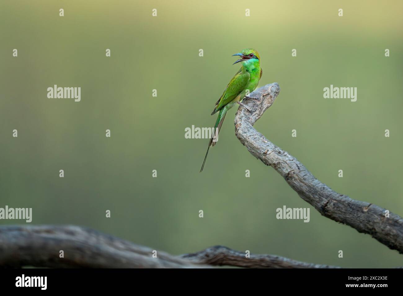 Grüne Bienenfresser (Merops orientalis) auf einem Ast sitzend. Dieses kleine insectivorous Vogel ist weit über sub-Saharan Afrika, westlichen Arabien Stockfoto