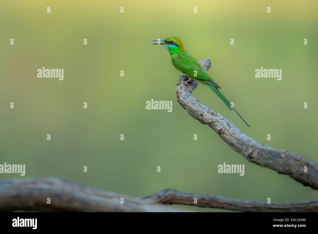 Grüne Bienenfresser (Merops orientalis) auf einem Ast sitzend. Dieses kleine insectivorous Vogel ist weit über sub-Saharan Afrika, westlichen Arabien Stockfoto