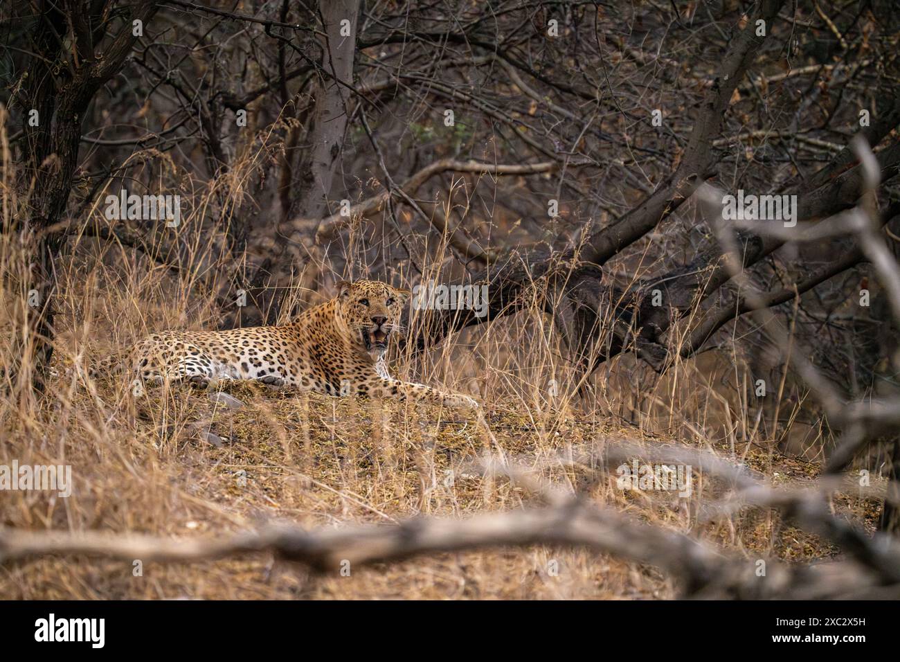 Indischer Leopard (Panthera pardus fusca) fotografiert bei der Jhalana Leopard Safari in Jaipur, Indien Stockfoto