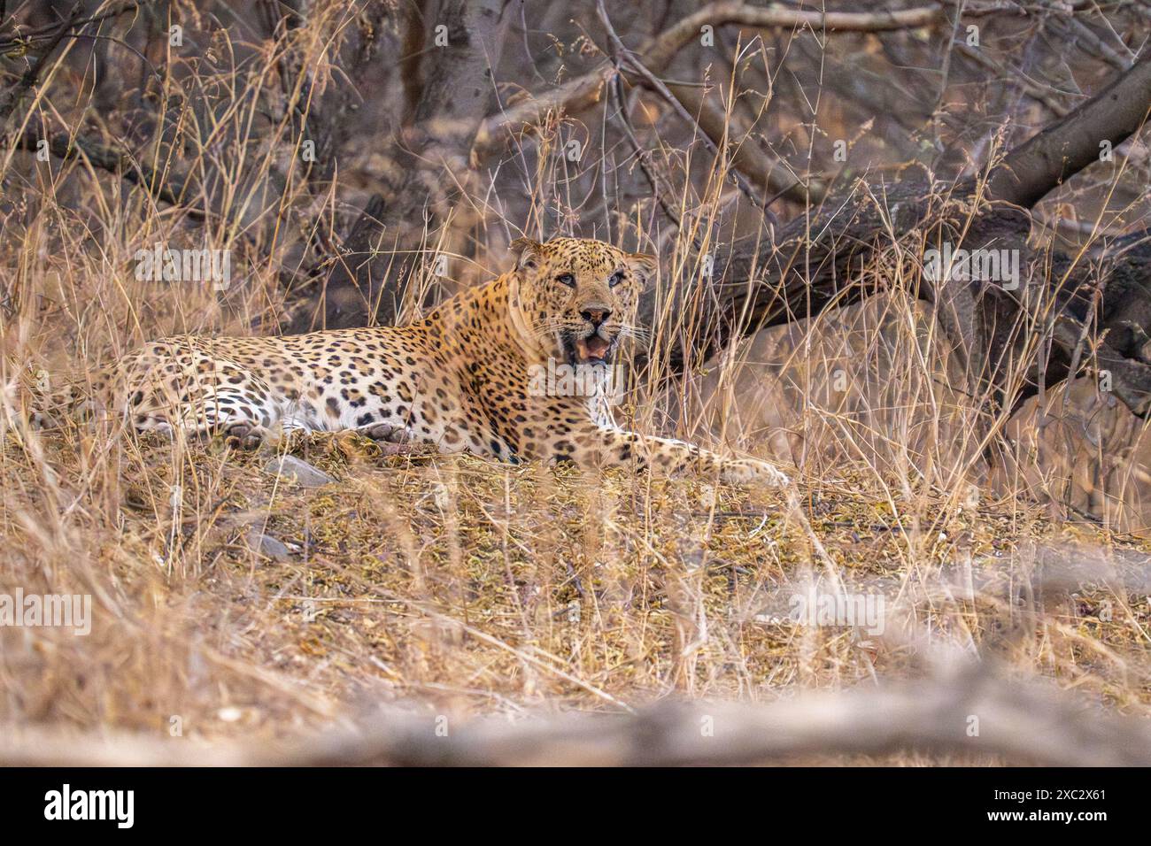 Indischer Leopard (Panthera pardus fusca) fotografiert bei der Jhalana Leopard Safari in Jaipur, Indien Stockfoto