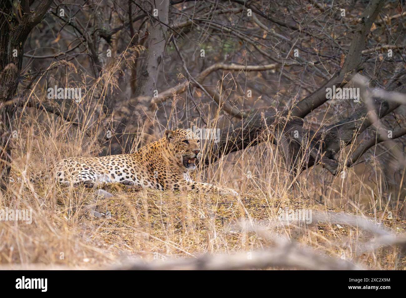 Indischer Leopard (Panthera pardus fusca) fotografiert bei der Jhalana Leopard Safari in Jaipur, Indien Stockfoto